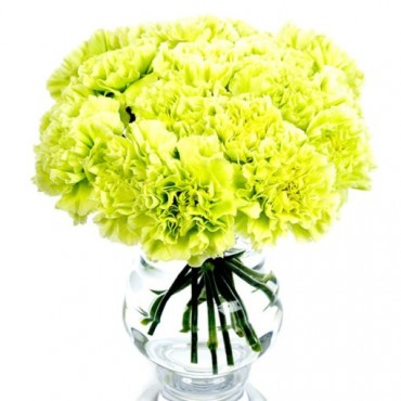 Green Carnations for Home or Office